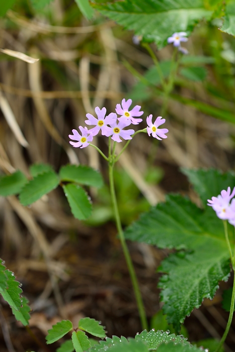 b0236334_726871.jpg