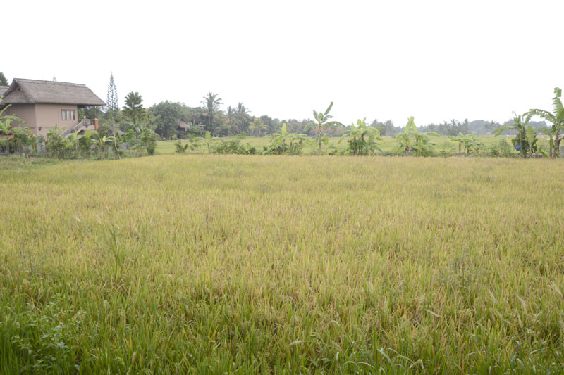 b0042837_17422839.jpg