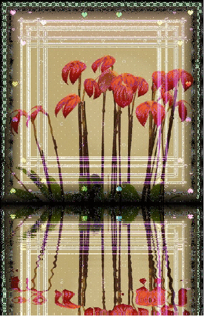 b0133752_1974341.gif