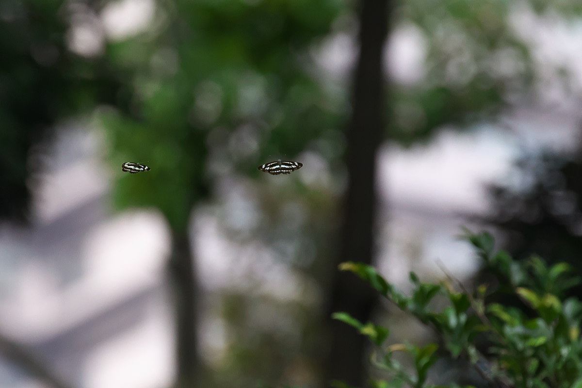 a0083081_113827100.jpg