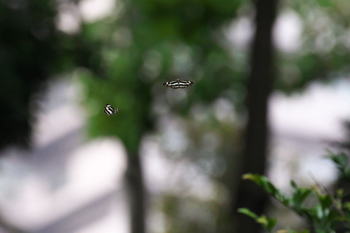 a0083081_11383876.jpg