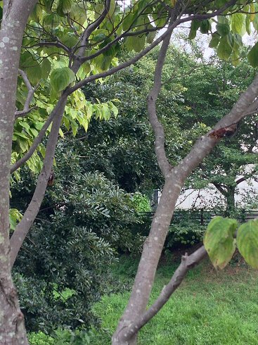 c0014187_2234059.jpg