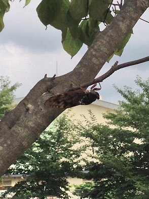 c0014187_2234465.jpg