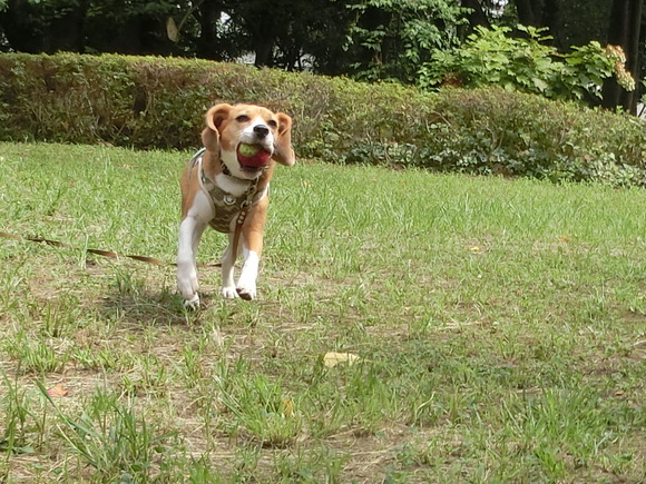 a0319693_850636.jpg
