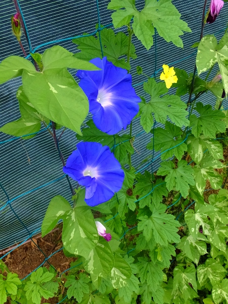 c0115596_2150940.jpg
