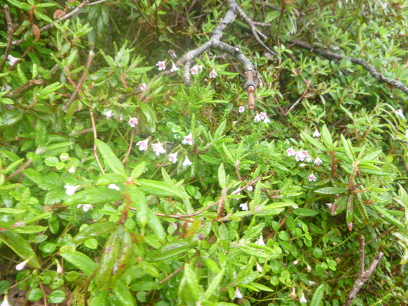 d0170615_1794244.jpg
