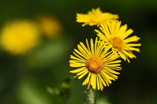 a0242438_18422090.jpg