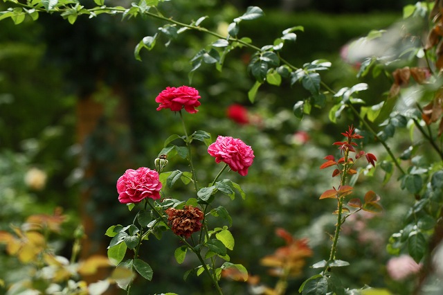 a0242438_1843189.jpg