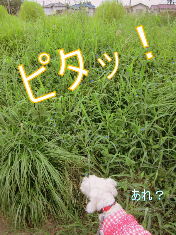 d0264176_19354980.jpg