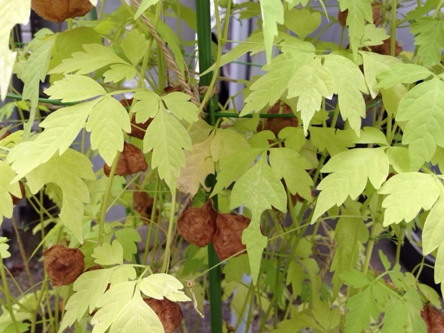 b0289206_09180147.jpg