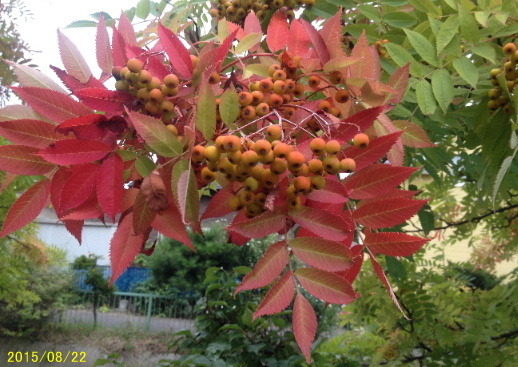 a0337807_20043091.jpg