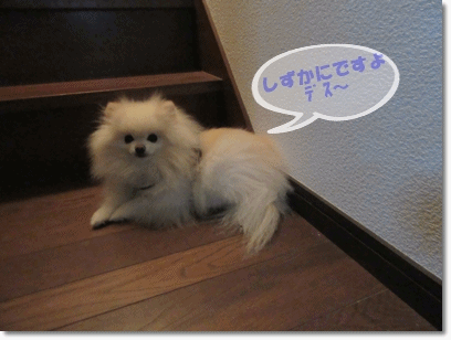 b0167519_11571663.gif