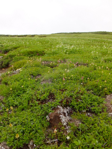 b0281732_6404227.jpg