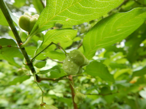 f0118332_22185040.jpg