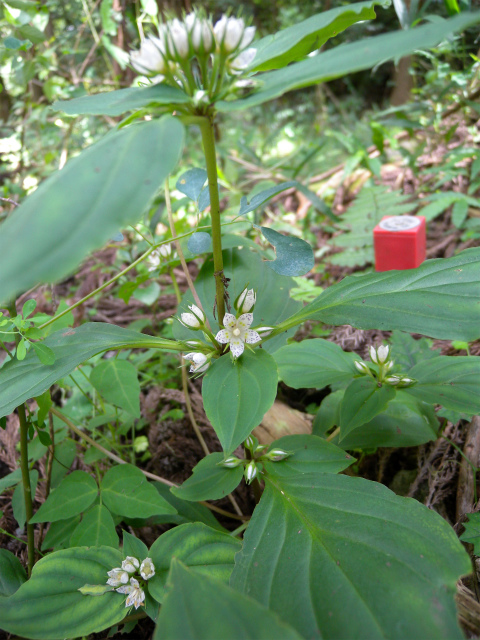 e0272335_4512770.jpg