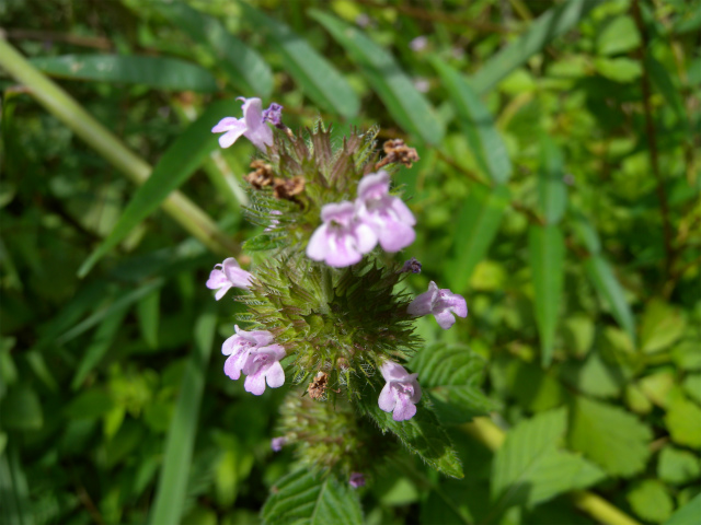 e0272335_502639.jpg