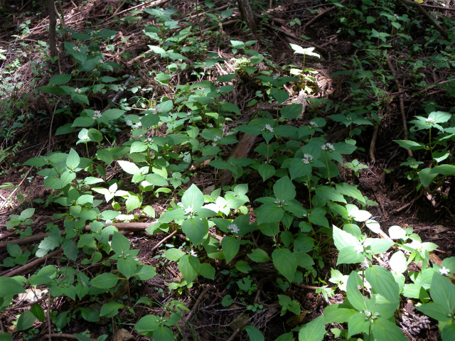e0272335_5132224.jpg