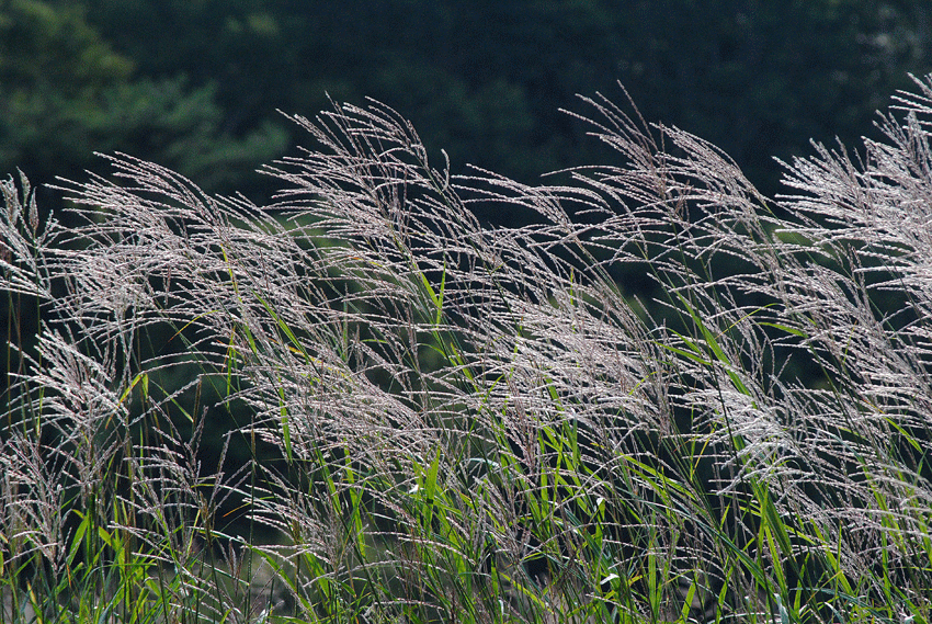 a0001354_23421372.gif
