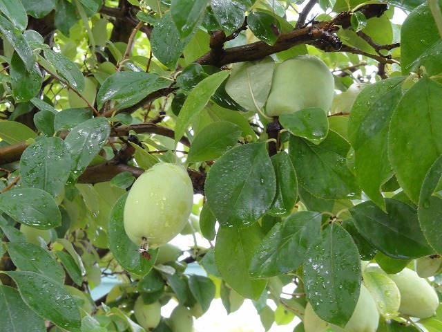 c0336266_12501160.jpg