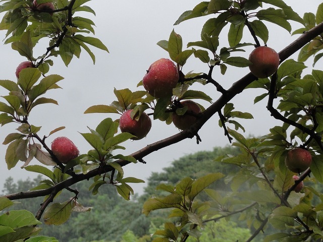 c0336266_12532162.jpg