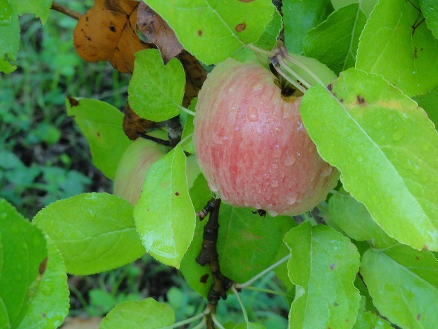 c0336266_12540083.jpg