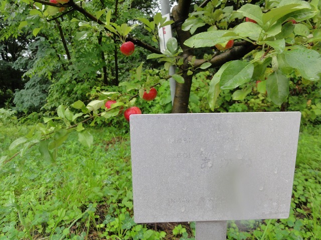 c0336266_12541790.jpg