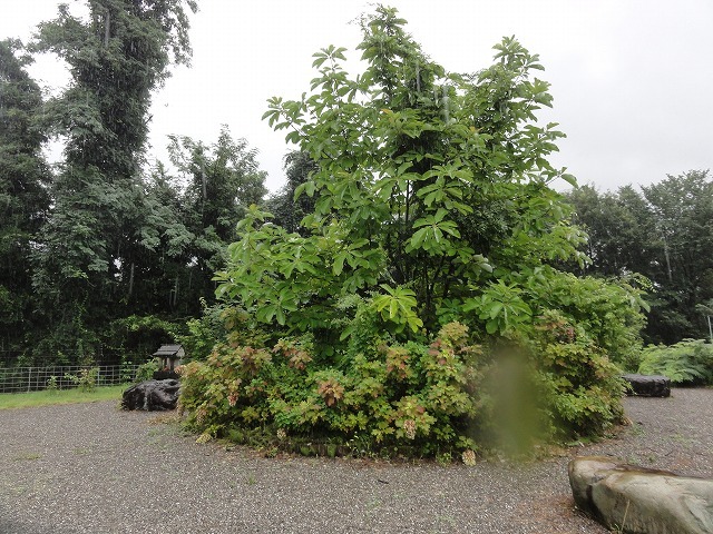 c0336266_12571207.jpg