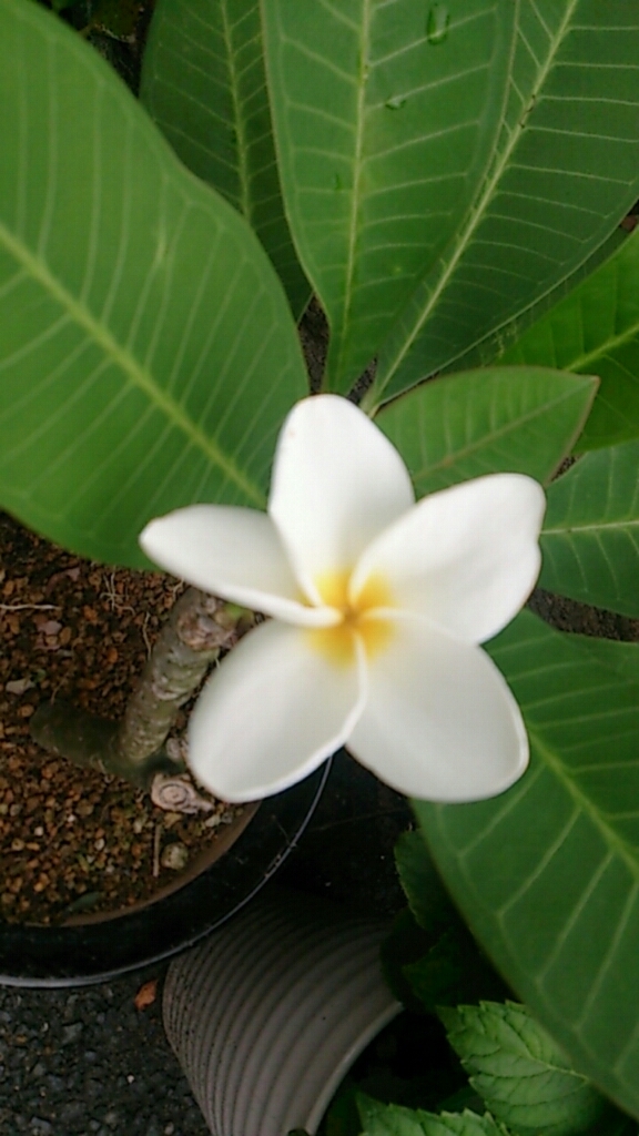 f0152875_08473514.jpg