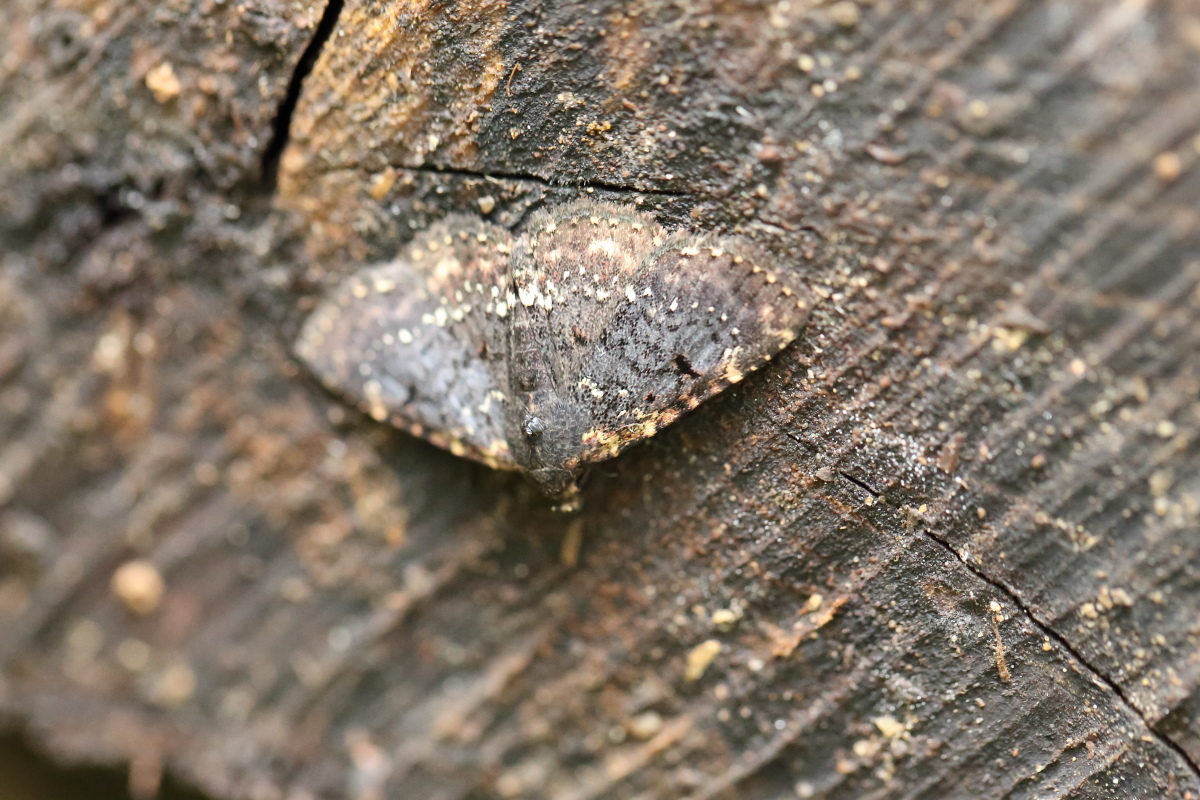 e0249878_22301419.jpg