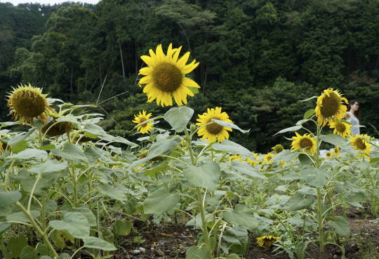 c0122791_18254069.jpg