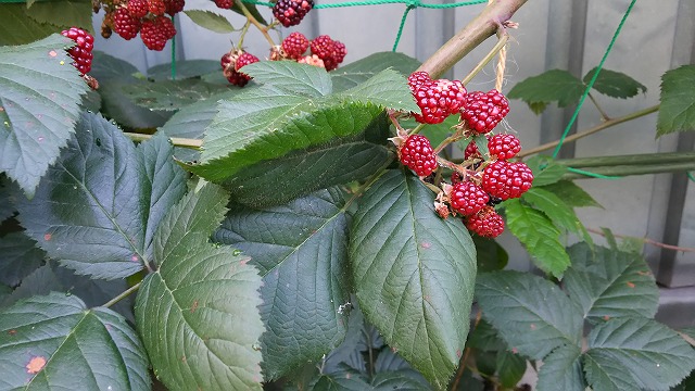 a0244794_22163662.jpg