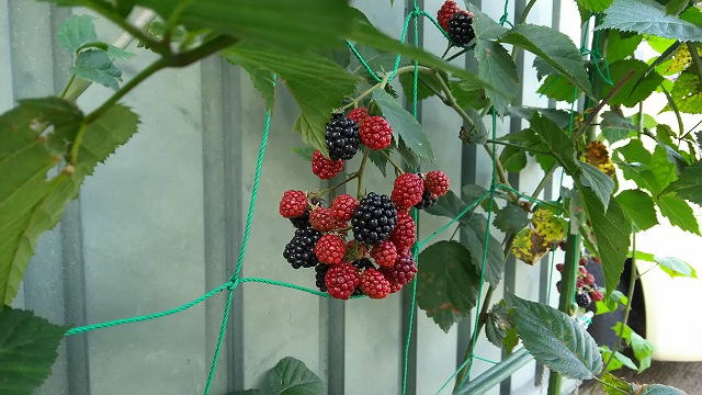a0244794_22175447.jpg