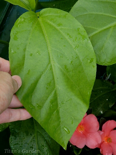 b0099813_091516.jpg