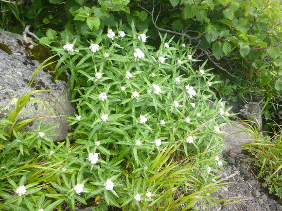 d0170615_611398.jpg