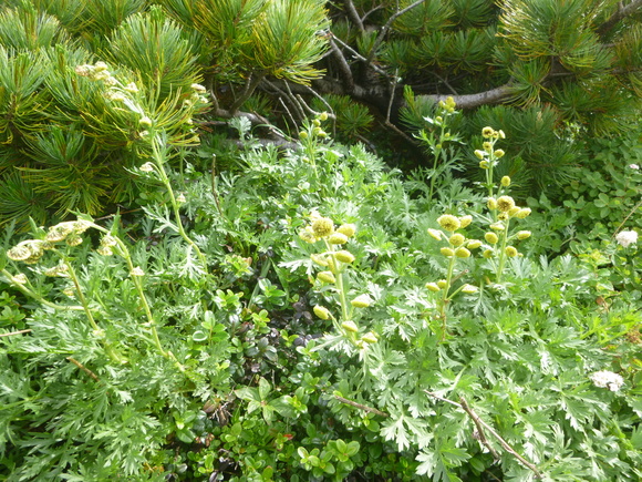 d0170615_695325.jpg