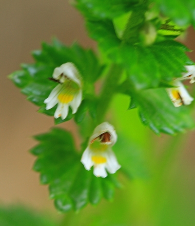 c0104227_6575624.jpg