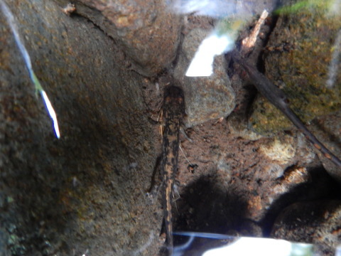 f0118332_10164650.jpg