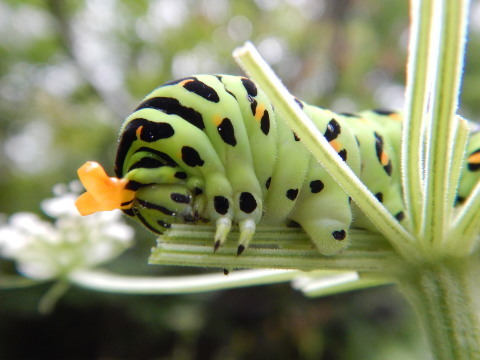 f0118332_10315463.jpg