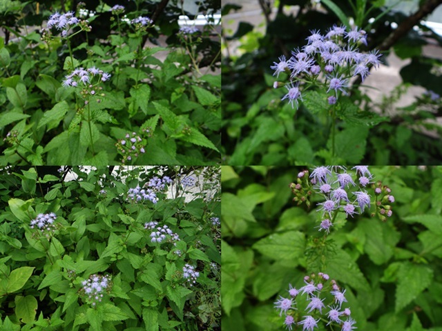 d0037233_10072369.jpg