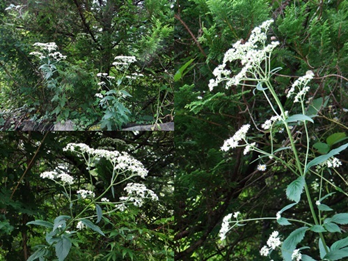 d0037233_10141321.jpg