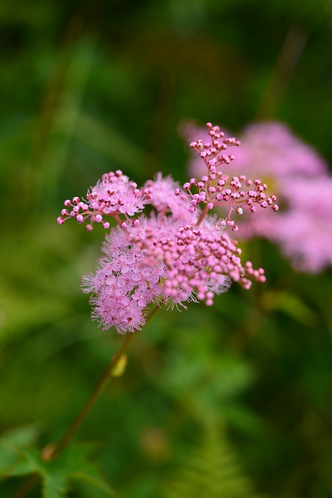 b0236334_964773.jpg