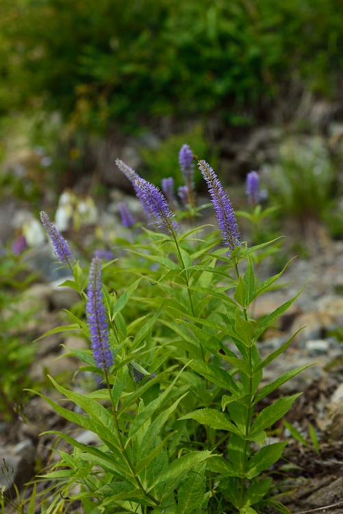 b0236334_965941.jpg