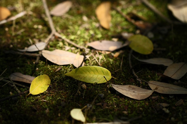 a0242438_18305641.jpg