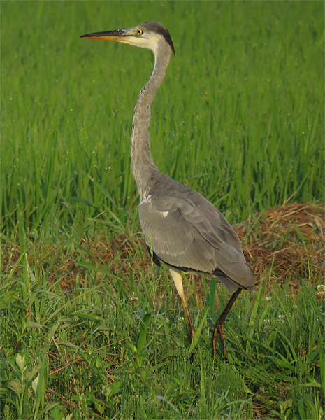 f0214649_516791.jpg