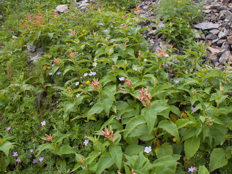 b0335256_20373330.jpg
