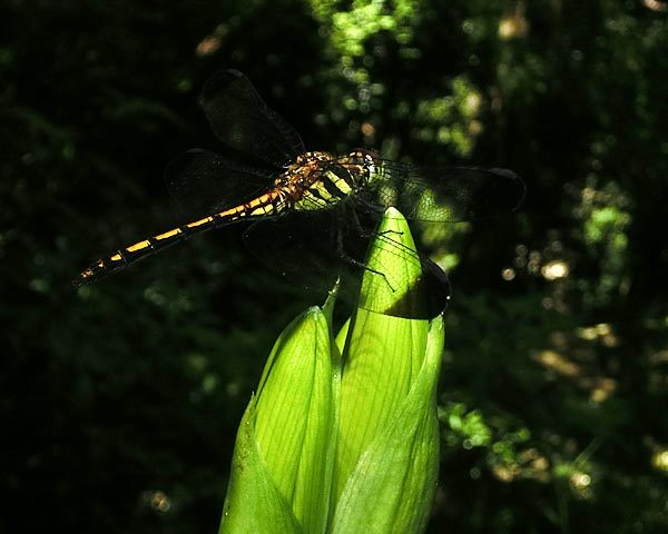 e0035757_18424158.jpg