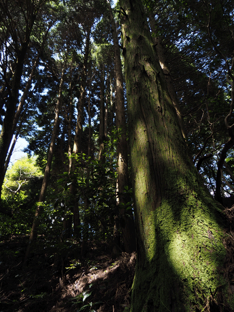 e0346064_175191.gif