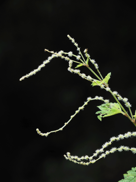 e0346064_175323.gif