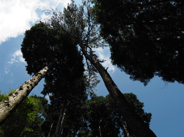 e0346064_175977.gif