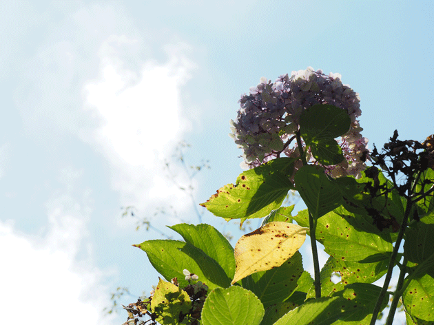 e0346064_1765340.gif